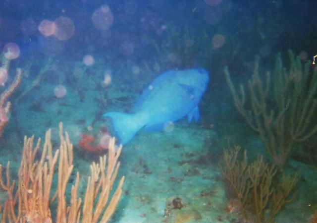 Lisa's Underwater Pics